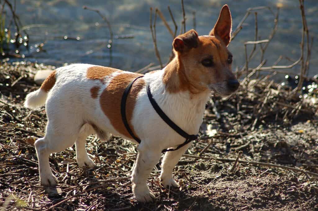 Dog outside on the beach