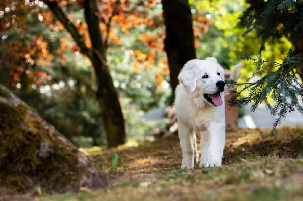 Happy dog in woods