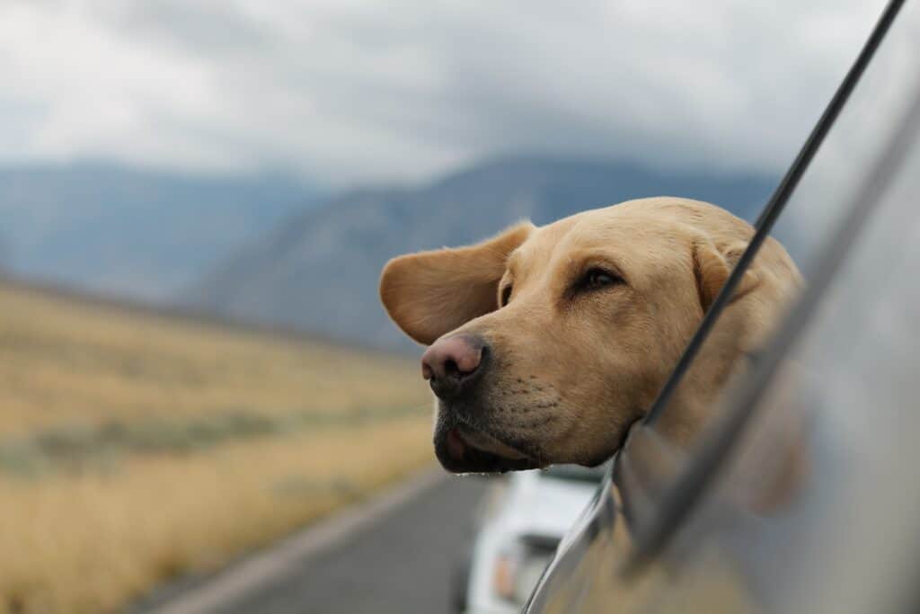 Dog looking out car window in beautiful Wyoming. 
