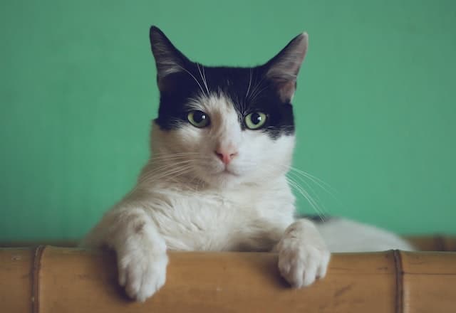 Cat looking over edge at camera