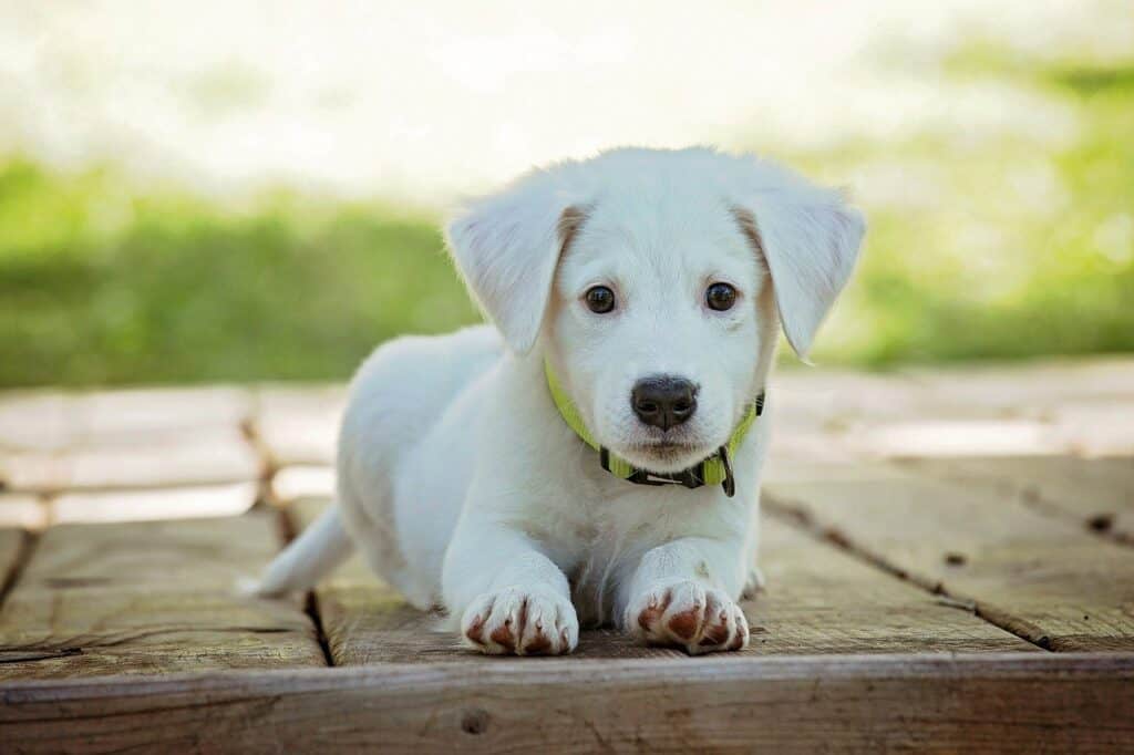 golden puppy laying on deck outside