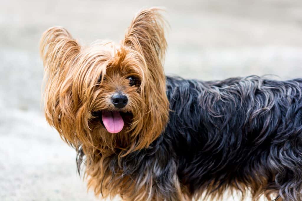 Yorky playing outside