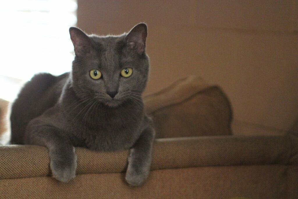 Cat laying on arm of couch