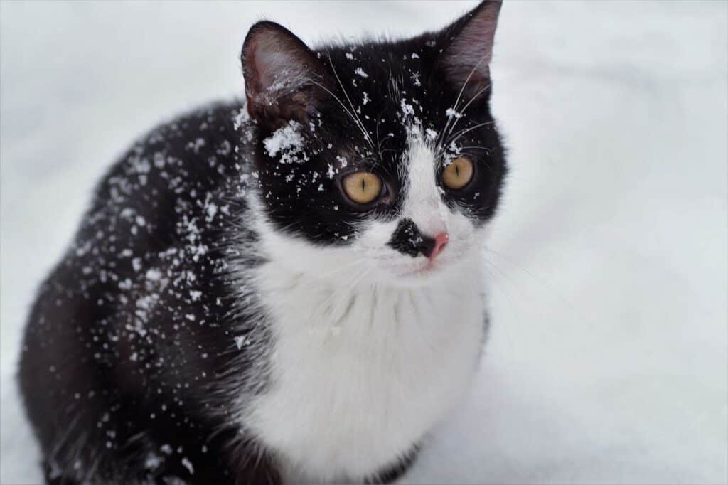 Black and white cat outside in the snow
