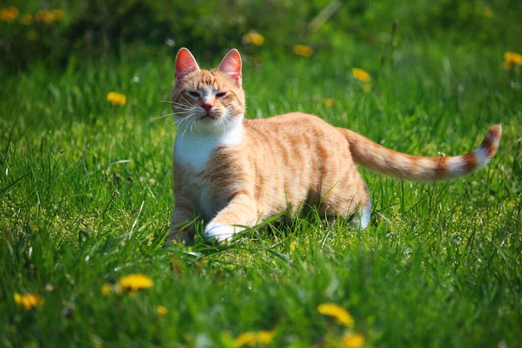 Orange cat running through grassy field