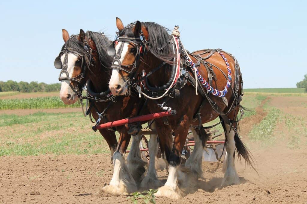 Clydesdale horses in North Dakota