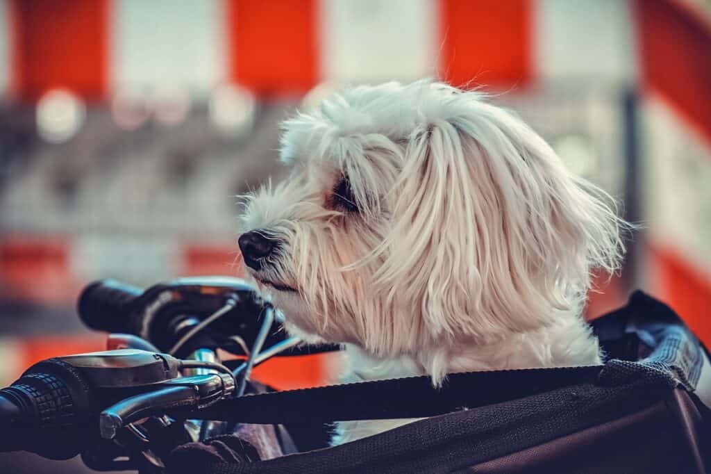 Dog in bike basket