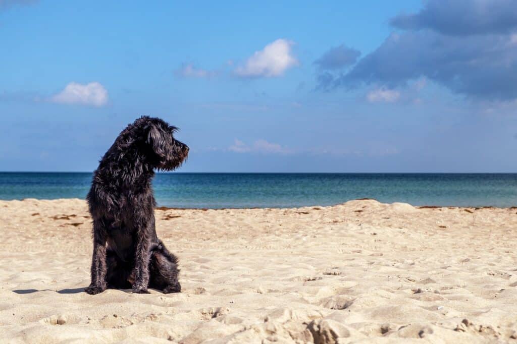 Black dog on the beach