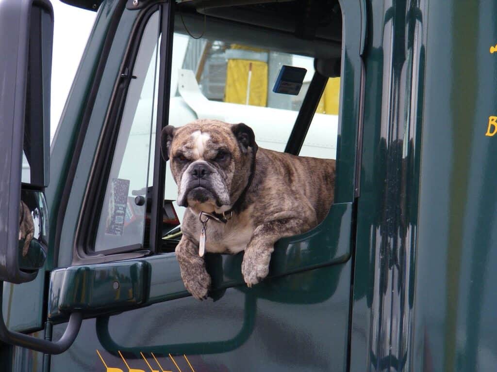 bulldog looking out truck window