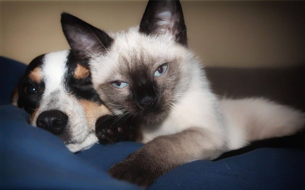 Siamese cat and dog laying together