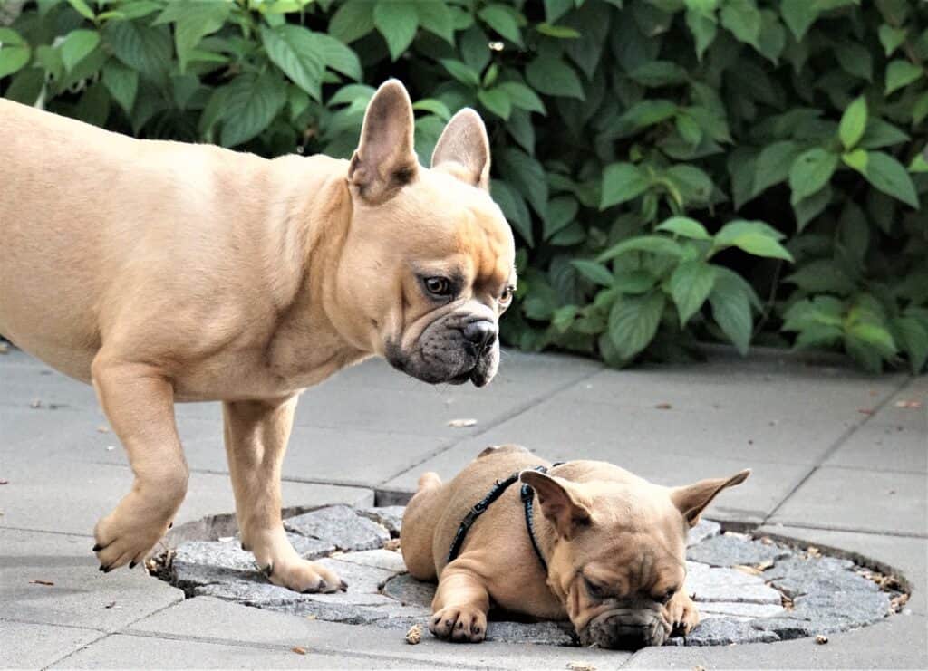 2 french bull dogs playing