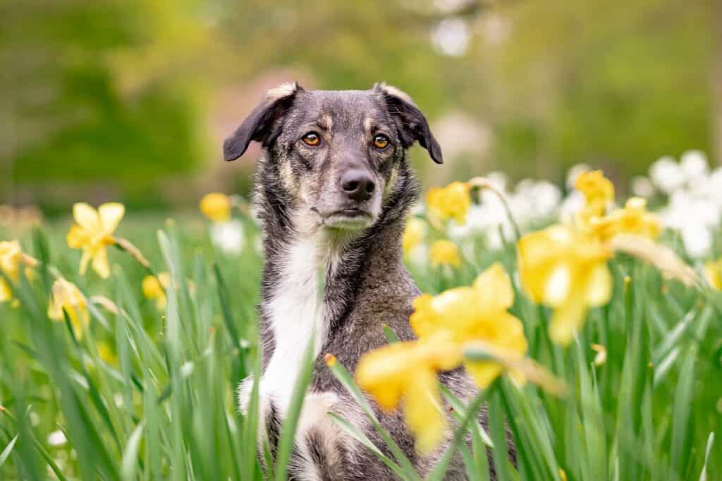 Dog in field