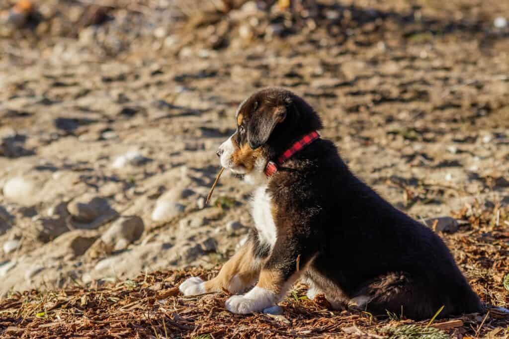 dog on mountain in montana