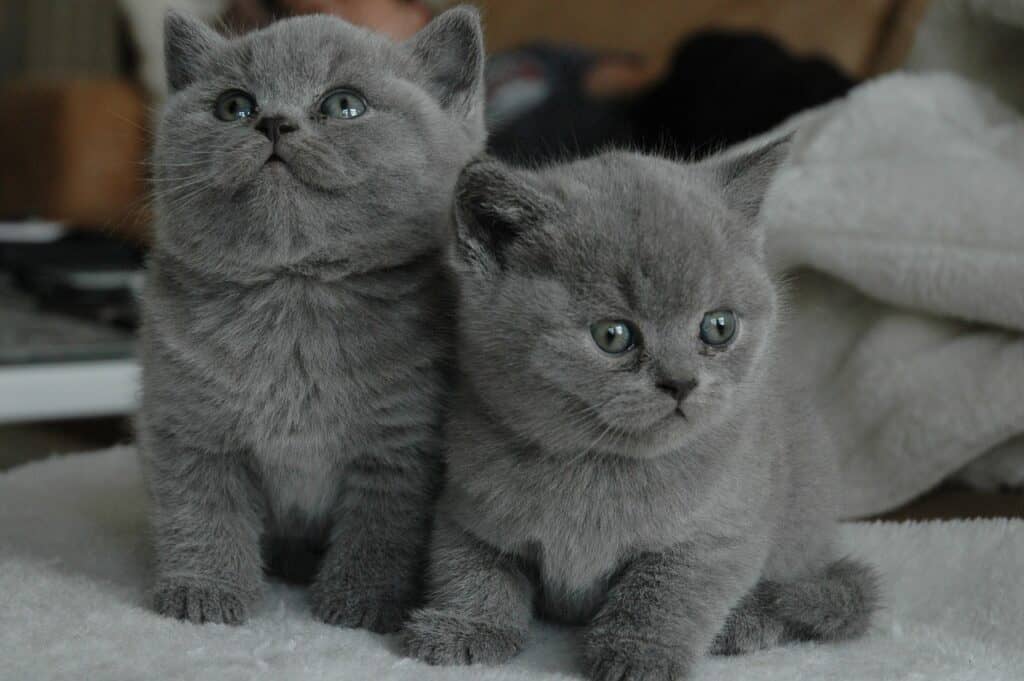 2 grey kittens