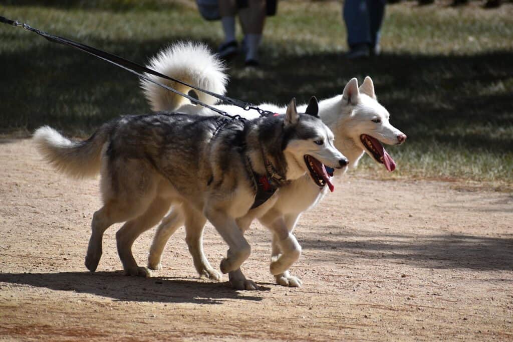 two huskies on a walk