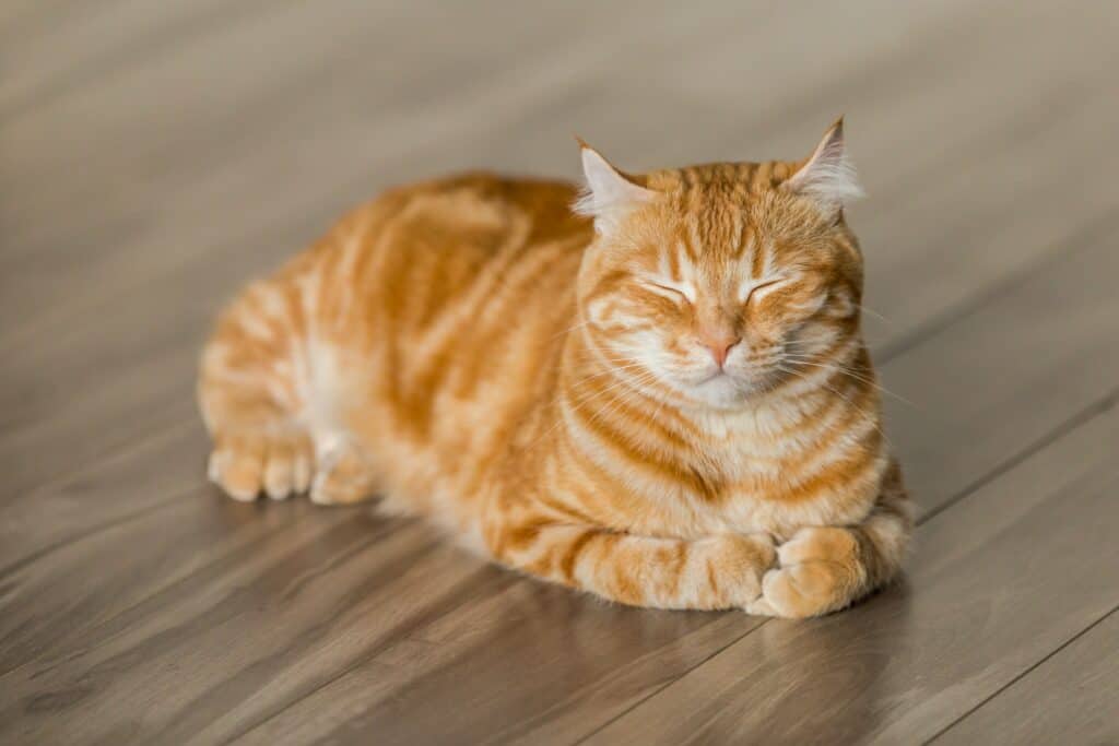Orange cat napping on wood floor
