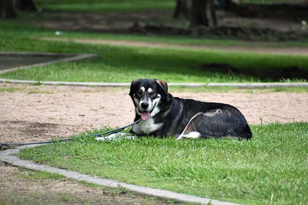 Happy husky laying in the grass