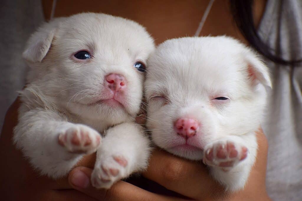Two baby puppies