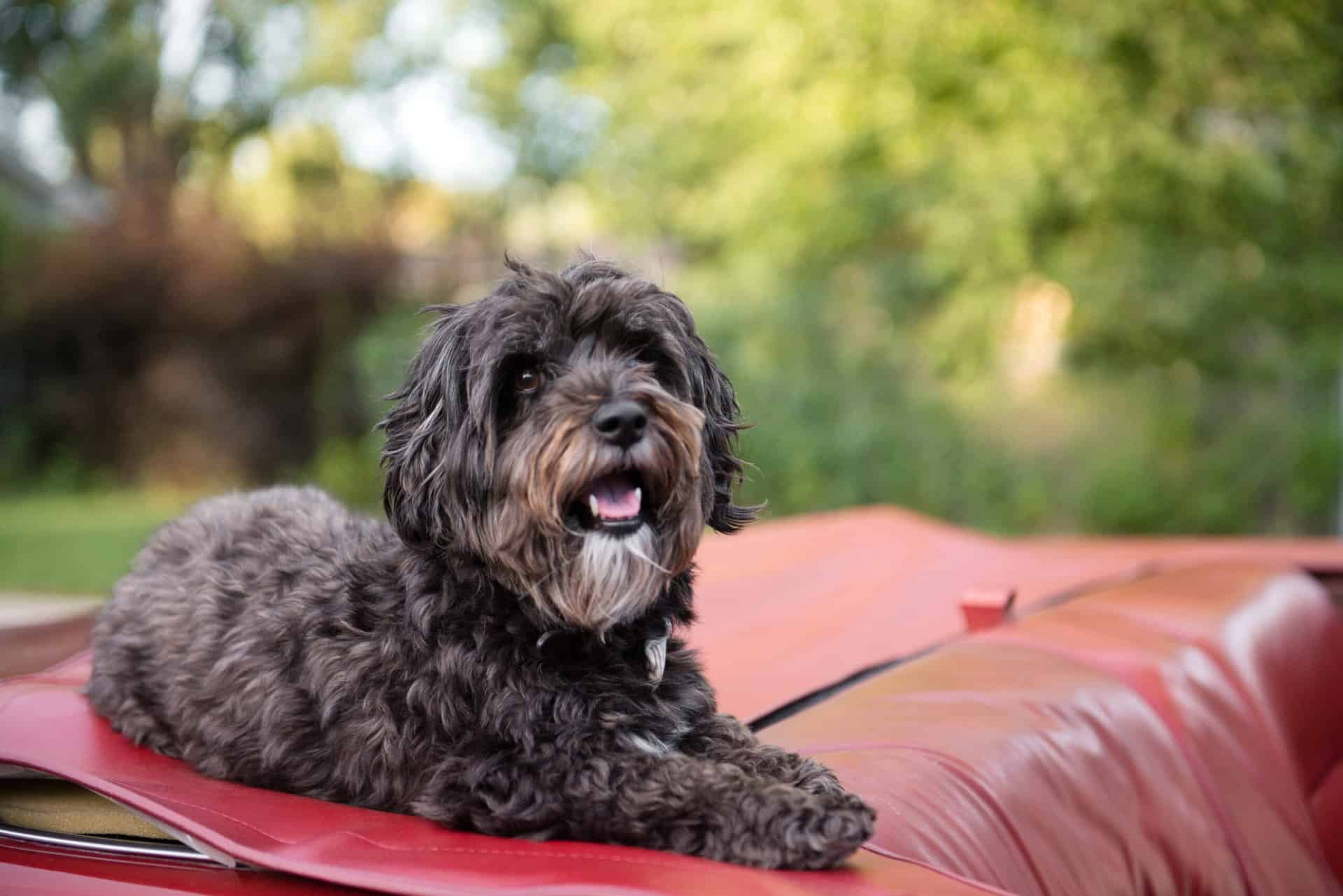 Dog Seat Belt Laws By State - Animal Car Donation