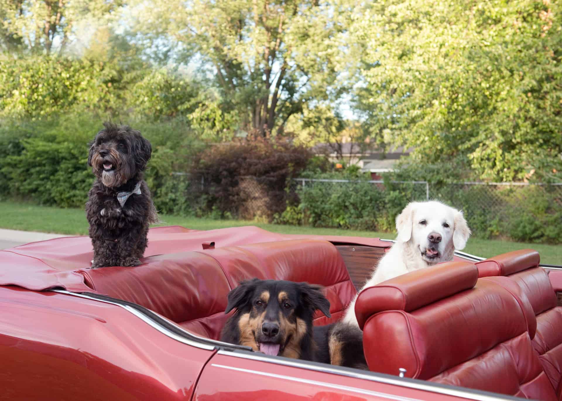 the-most-pet-friendly-car-rental-companies