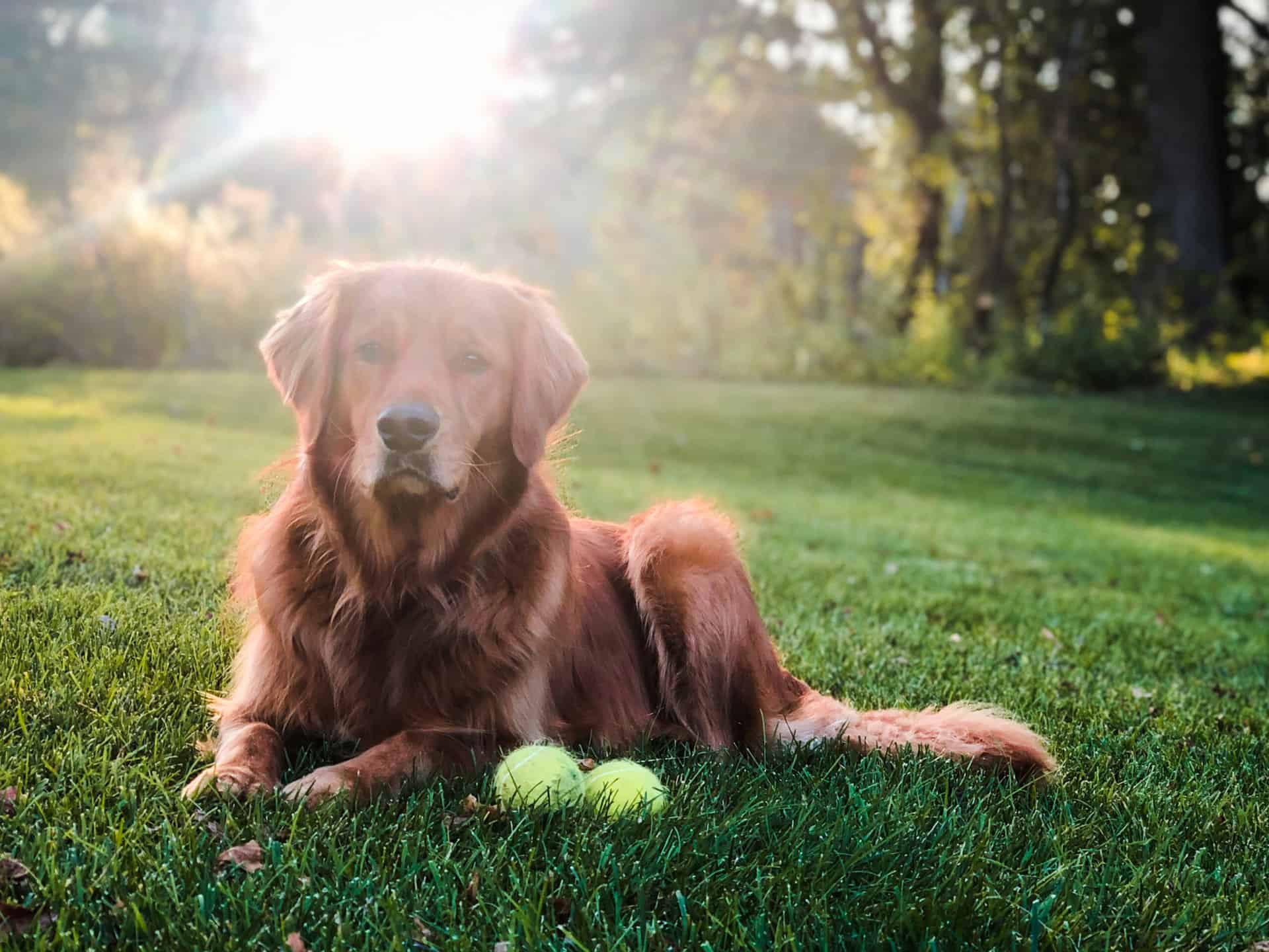 the-most-pet-friendly-car-rental-companies