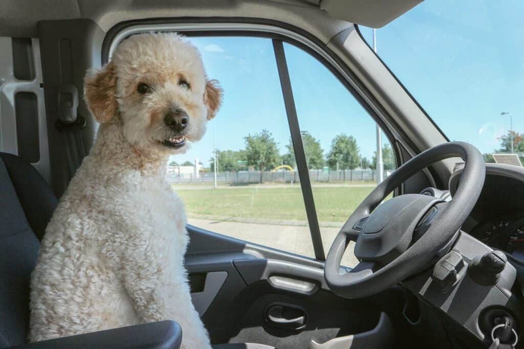 White happy dog in driver's seat of car