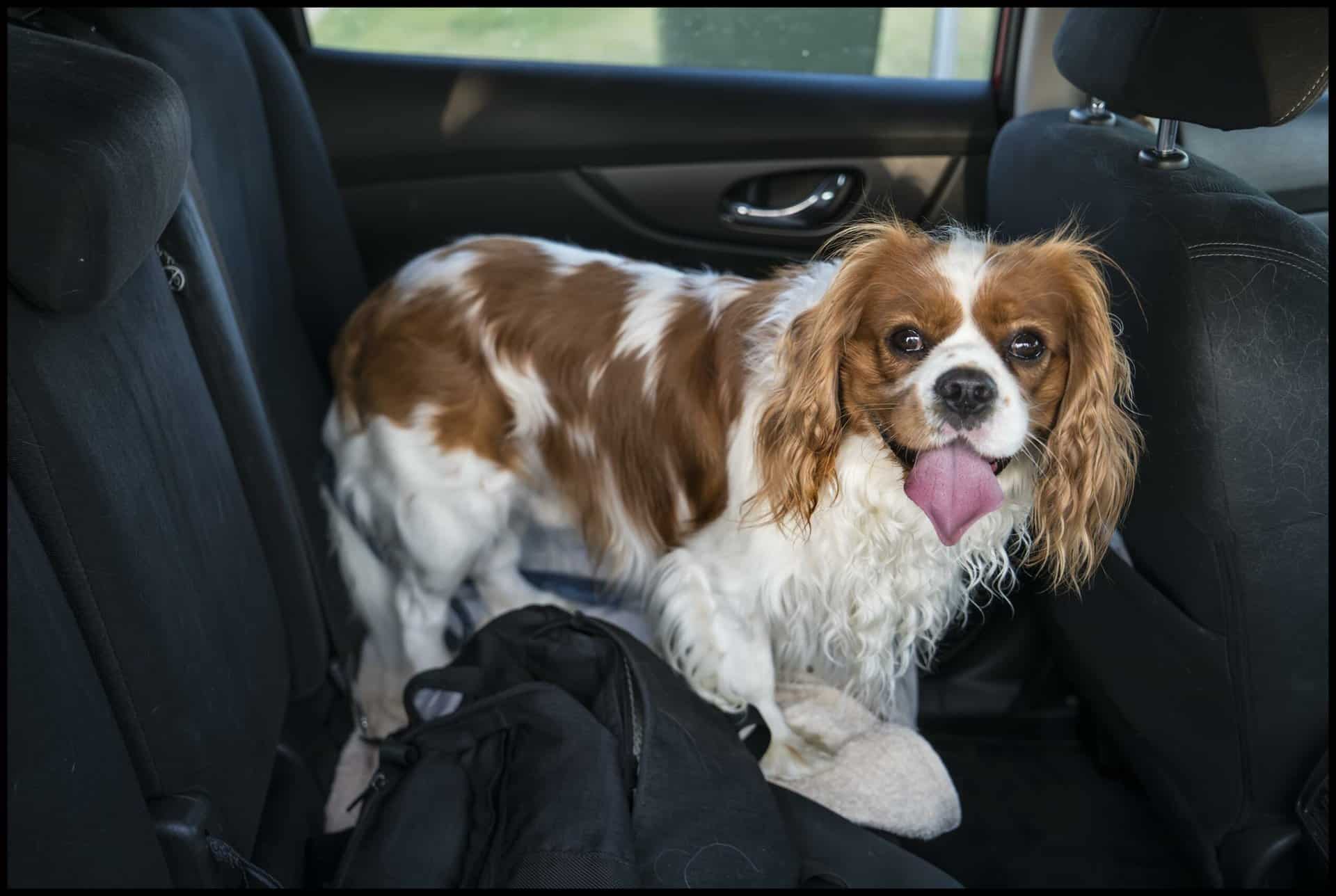 Dog Seat Belt Laws By State Animal Car Donation