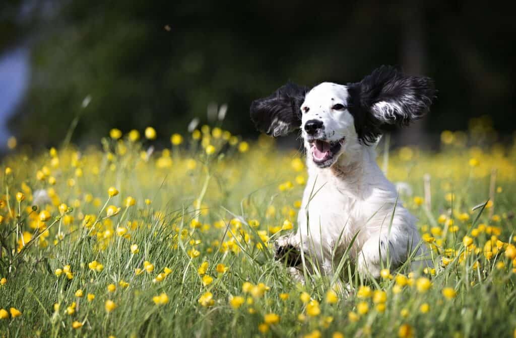white and black dog running through a sunny field
