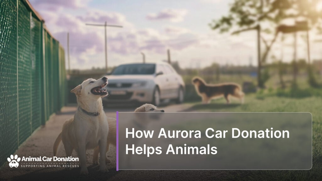 How Aurora Car Donation Helps Animals