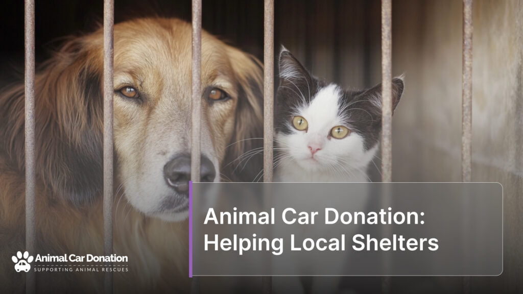 Animal Car Donation: Helping Local Shelters