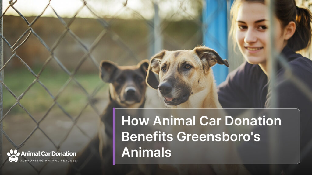 How Animal Car Donation Benefits Greensboro's Animals