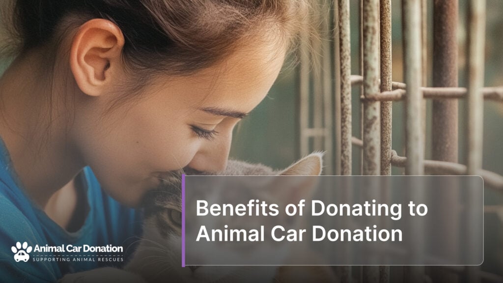 Benefits of Donating to Animal Car Donation