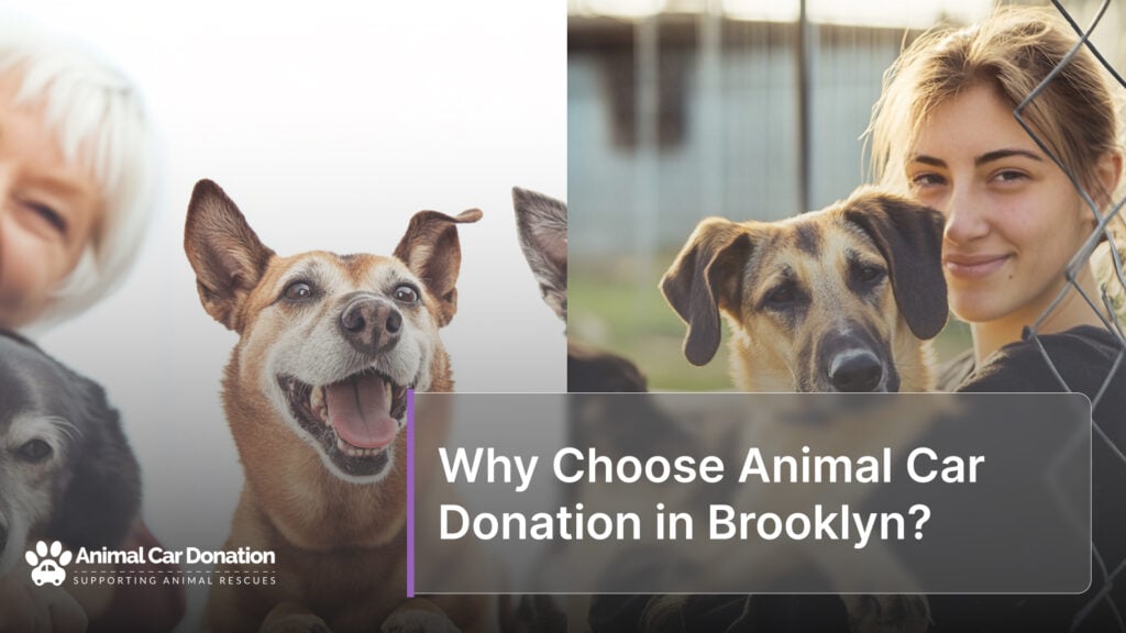 Why Choose Animal Car Donation in Brooklyn?