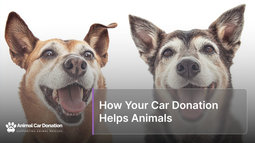 How Your Car Donation Helps Animals