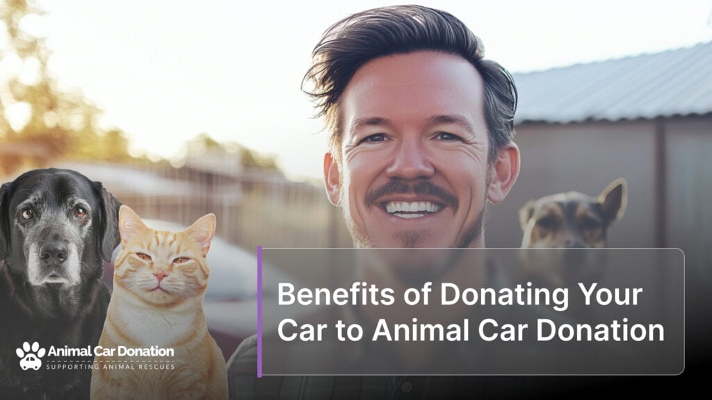 Benefits of Donating Your Car to Animal Car Donation