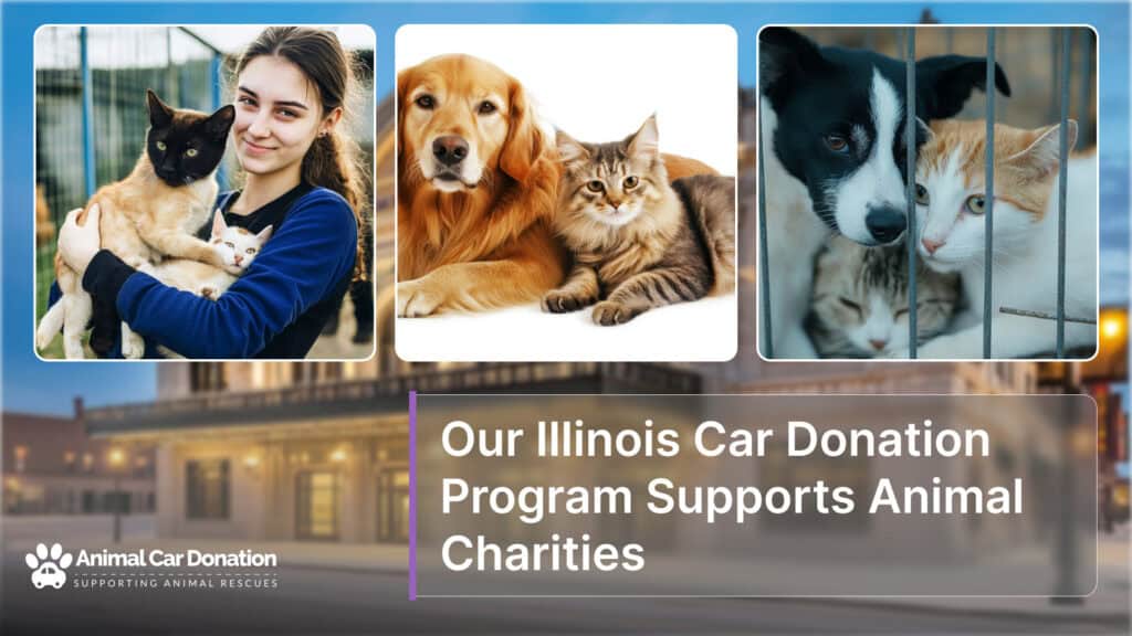 Our Illinois Car Donation Program Supports Animal Charities