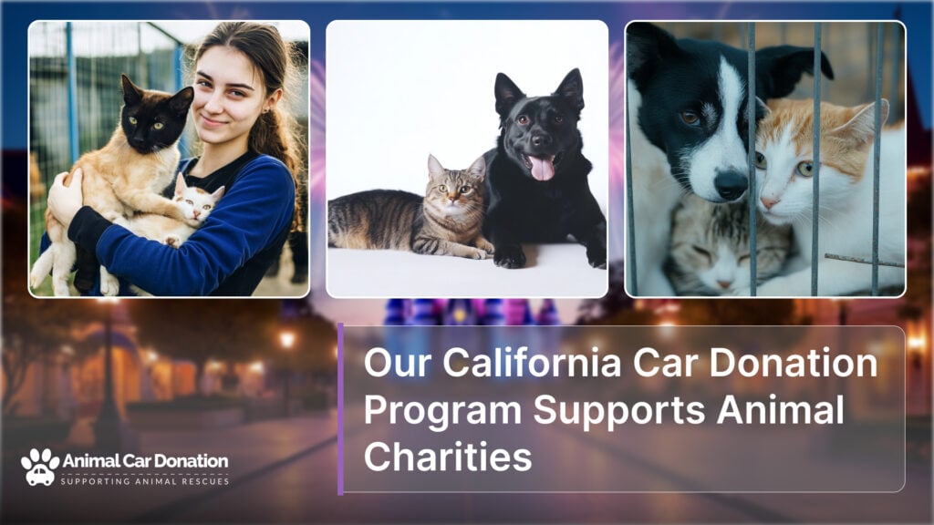 Our California Car Donation Program Supports Animal Charities