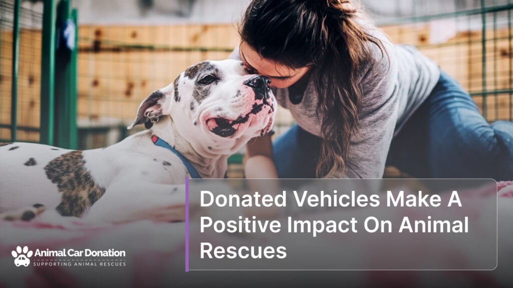 Donated Vehicles Make A Positive Impact On Animal Rescues