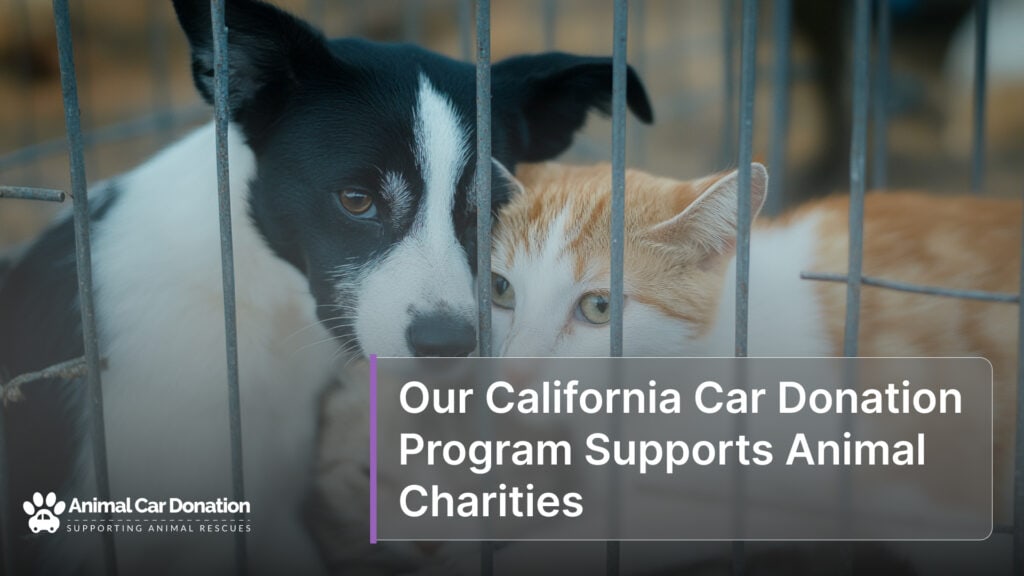 Our California Car Donation Program Supports Animal Charities