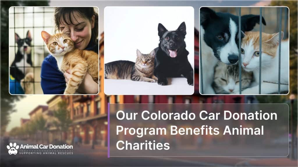 Our Colorado Car Donation Program Benefits Animal Charities