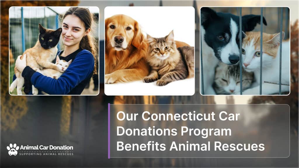 Our Connecticut Car Donations Program Benefits Animal Rescues