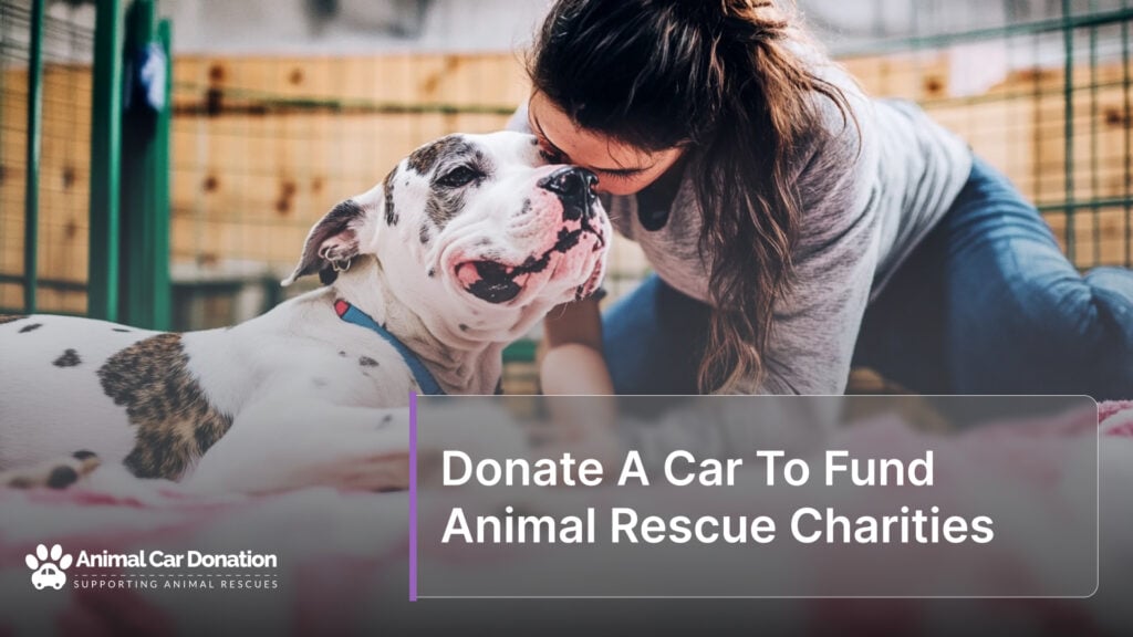 Donate A Car To Fund Animal Rescue Charities