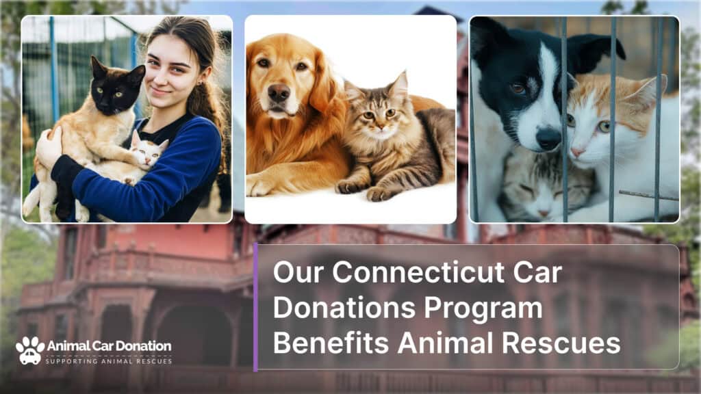 Our Connecticut Car Donations Program Benefits Animal Rescues