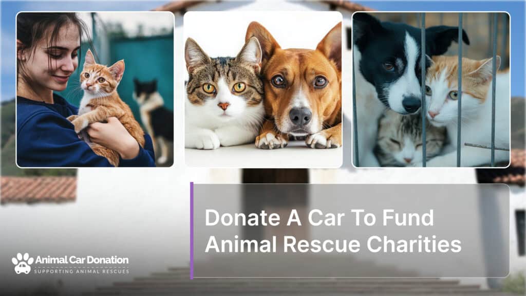 Donate A Car To Fund Animal Rescue Charities