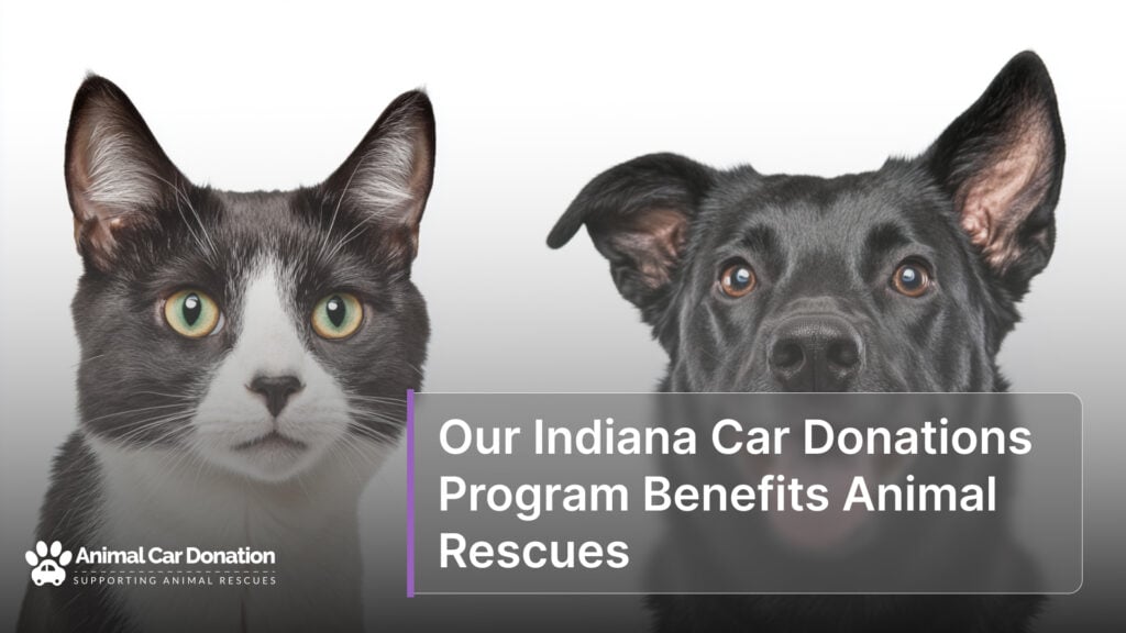 Our Indiana Car Donations Program Benefits Animal Rescues