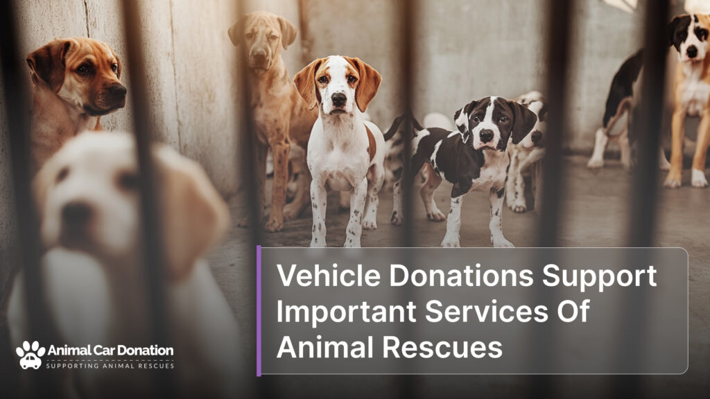 Vehicle Donations Support Important Services Of Animal Rescues