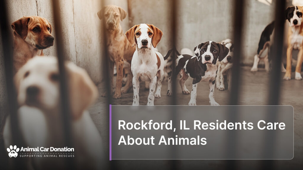 Rockford, IL Residents Care About Animals