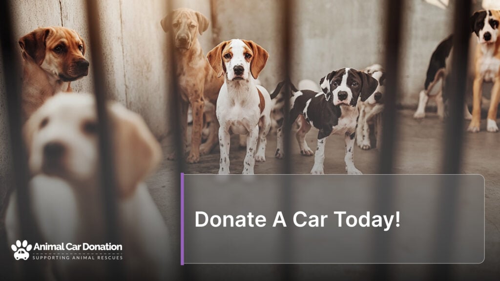 Donate A Car Today!