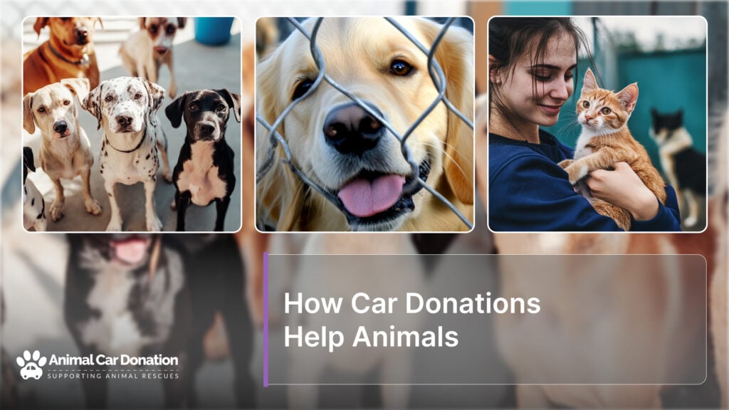 How Car Donations Help Animals