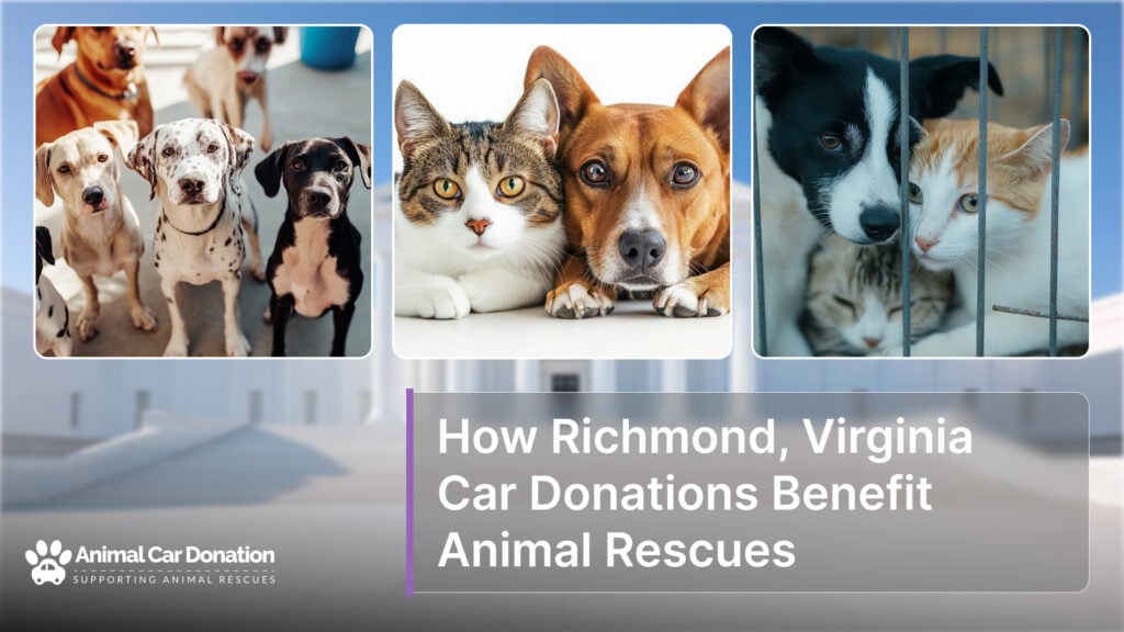 How Richmond, Virginia Car Donations Benefit Animal Rescues